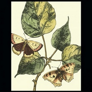 Butterflies and Leaves II