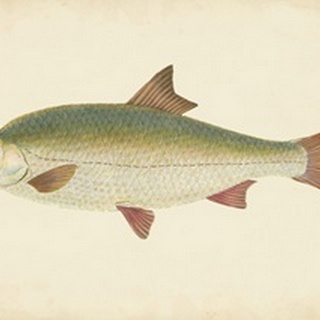 Donovan Antique Fish II