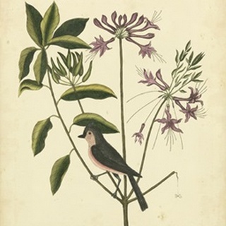 Catesby Bird and Botanical I