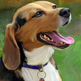 Beagle-Beagle