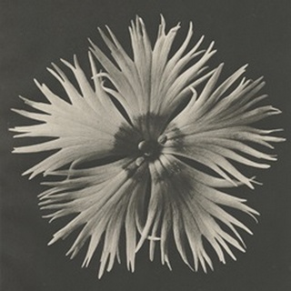 Blossfeldt Flower IV