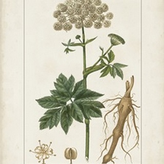 Antique Turpin Botanical I