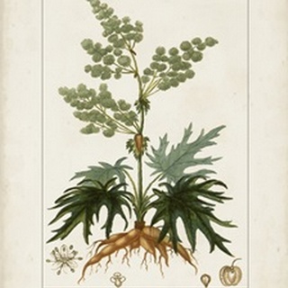 Antique Turpin Botanical III