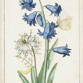 Dutch Florals IV