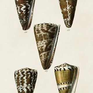 Cone Shell Collection V