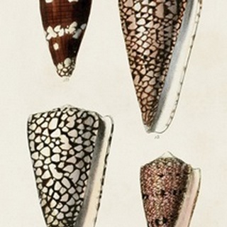 Cone Shell Collection I