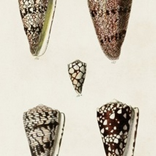 Cone Shell Collection III