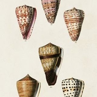 Cone Shell Collection IV