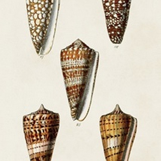 Cone Shell Collection II