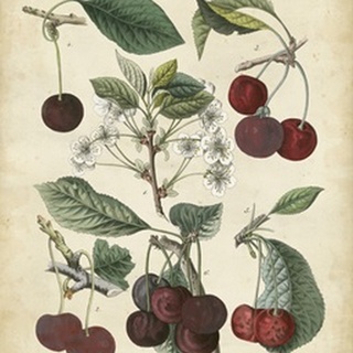 Calwer Common Cherry