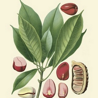 Botanical Glory VI