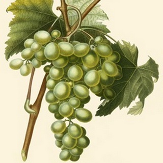 Bessa Grapes I