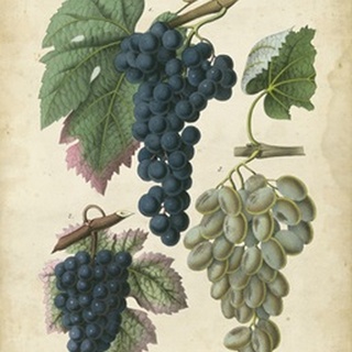 Calwer Grapes I