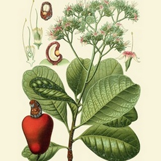 Botanical Glory V