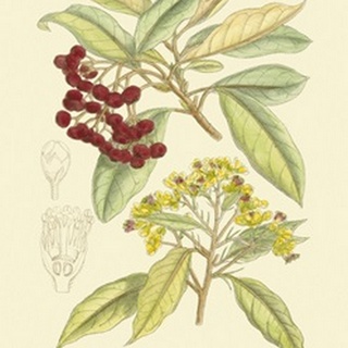 Berries and Blossoms I