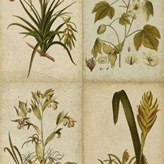 Botanical Montage II