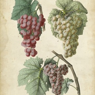 Calwer Grapes II