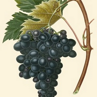 Bessa Grapes II