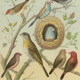 Birdwatcher's Delight I