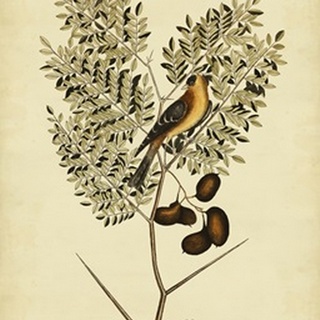 Catesby American Goldfinch, Pl. T43