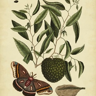 Catesby Moth, Pl. T86