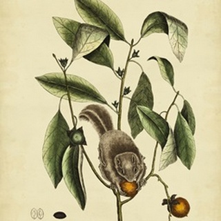 Catesby Flying Squirrel, P. T76