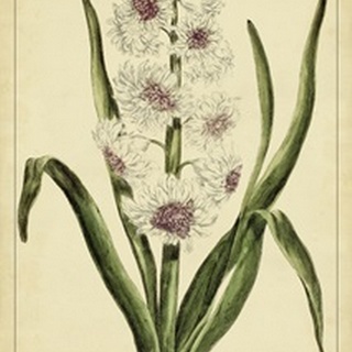 Hyacinthus, Pl. CXLVIII
