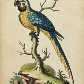 Edwards Parrots II