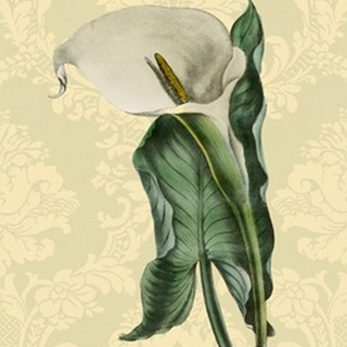 Calla with background