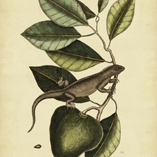 Catesby Iguana, Pl. T64
