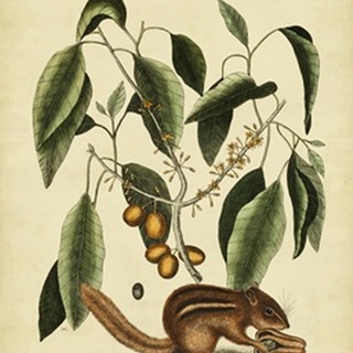 Catesby Ground Squirrel, Pl. T75