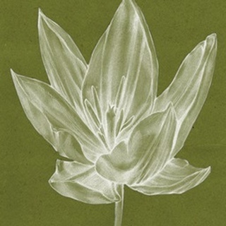 Monochrome Tulip VI