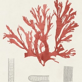 Vintage Coral Study IV