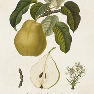 Vintage Pears I