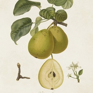 Vintage Pears III