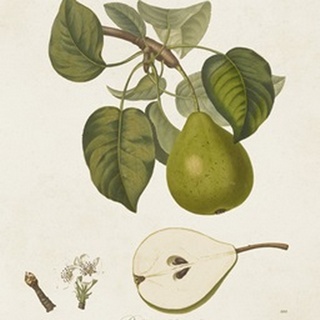 Vintage Pears VI