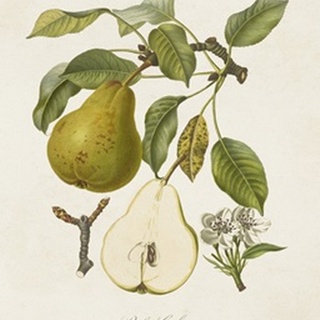 Vintage Pears II