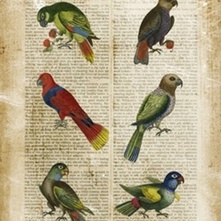 Antiquarian Parrots I