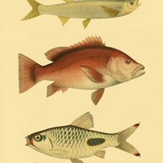 Antique Fish II