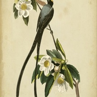 Audubon Fork-tailed Flycatcher