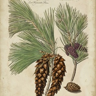 Antique Conifers II