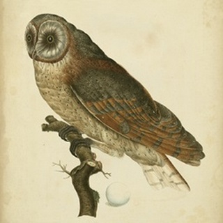 Antique Nozeman Owl IV