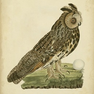 Antique Nozeman Owl III