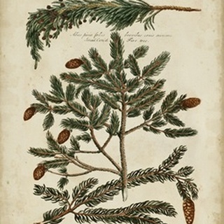 Antique Conifers IV
