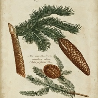 Antique Conifers III