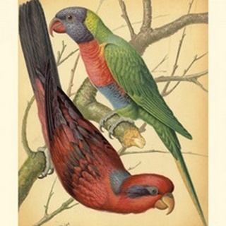 Cassell's Parrots IV