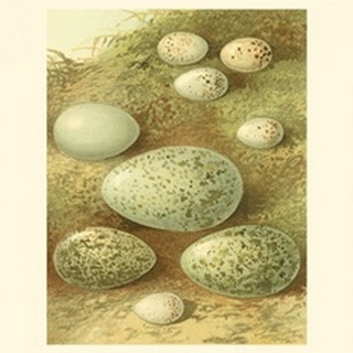Bird Egg Collection II