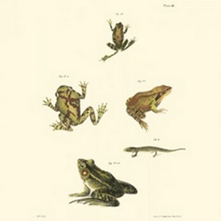 Antique Frogs I