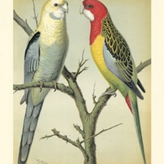 Cassell's Parrots I