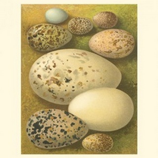 Bird Egg Collection I